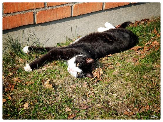 Bildbeschreibung:
„BeKa“, meine Besuchskatze, liegt in der Sonne vor dem Haus und wartet darauf, dass ich von meiner kleinen Radrunde zurückkomme.