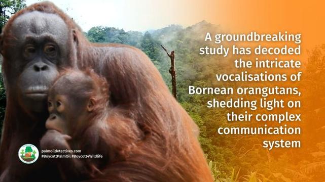 Research: AI Helps Unlock the Curious Secrets of Orangutan Chatter