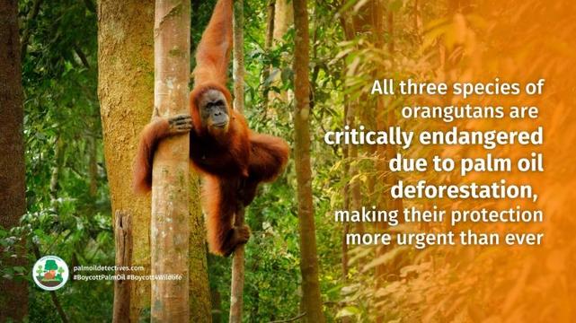Research: AI Helps Unlock the Curious Secrets of Orangutan Chatter
