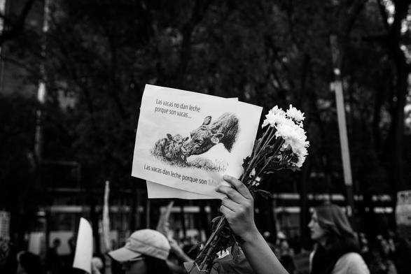 Fotografía en blanco y negro en la Marcha Feminista 2025 del 08 de marzo en Ciudad de México.

En el centro de la imagen la mano izquierda de una compa sostiene unas flores y una hoja blanca con una imagen de una vaca dándole cariño a su becerra, en la parte superior izquierda de la hoja lleva la frase "Las vacas no dan leche porque son vacas..." y en la parte inferior de la hoja el texto "las vacas dan leche porque son Madres.

En el fondo se pueden observar árboles y postes, alrededor otras mujeres .

©Sofía Dumat|CLAMOR DE LIBERTAD