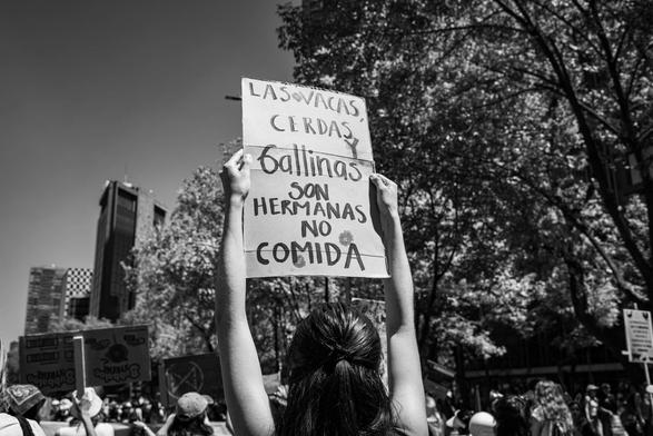 Fotografía en blanco y negro en la Marcha Feminista 2025 del 08 de marzo en Ciudad de México.

En el centro de la imagen una mujer de espaldas con ambos brazos estirados sostiene un cartel que a la letra dice: LAS VACAS CERDAS Y GALLINAS SON HERMANAS NO COMIDA.
A su alrededor hay otras mujeres de espaldas, al lado derecho se observan unos árboles y en el fondo unos edificios.

©Sofía Dumat|CLAMOR DE LIBERTAD