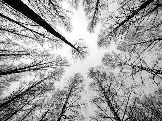 Photo looking up at trees, wide angle lense so tree tips converge near the centre of the image.  High contrast monochrome.