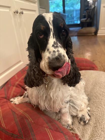A tri-colored English Cocker Spaniel, sitting on a bed in the kitchen, looking at the camera while licking her chops.