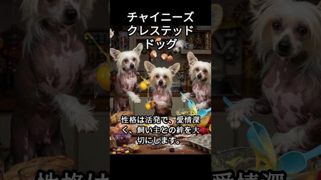 チャイニーズクレステッドドッグのかわいい生態、雑学【犬】#dog #dogshortsvideo #いぬ #イヌ #犬 #子犬  #かわいい #雑学 #豆知識 #解説