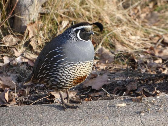 Photo of a plump, orb-like male California quail standing in right-facing profile on a grey curb in front of a sunny patch of sere grass and leafy detritus in the early morning light. Eir body is that lovely, matte slate grey with a pattern of little cream-colored upside down half-moons or the lower smiles of the "close this up" proofreading symbol in dense, creamy quilling on eir belly and, more openly spaced, eir sides. This lovely stitchlike pattern warms to a dark russet patch in the center of eir belly--a flash of fiery boldness in the otherwise gentle figure of this round, feathered grapefruit of a bird. Eir face is focused and far-seeing, a rich, velvety black framed with racing stripes of white that curve under eir chin and across eir forehead like a runner's sweatband. And of course e is "wearing" eir signature black cap with the bold quotation mark of a plume that curls out and down over the center of eir forehead like the opening of a question. E is waiting patiently on eir two plain feet for what the day will bring.