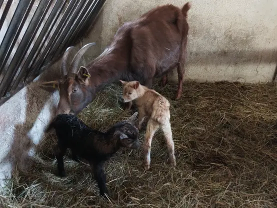 Ziegenmutter mit zwei Lämmern