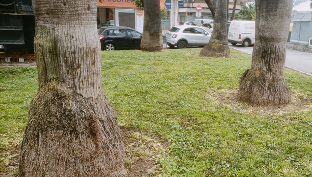 The trunks of four palm trees that looks like the legs of a mammoth walking