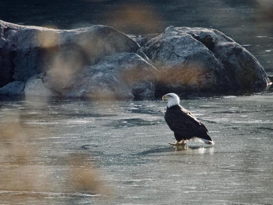 A bald eagle stands on a frozen body of water, with rocky formations in the background. The scene is serene, with soft focus elements in the foreground.