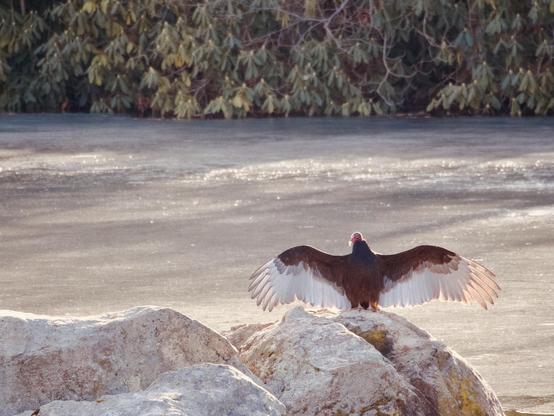 A turkey vulture stands on a rock with its wings spread wide. The background features a frozen body of water and greenery, suggesting a serene natural setting.