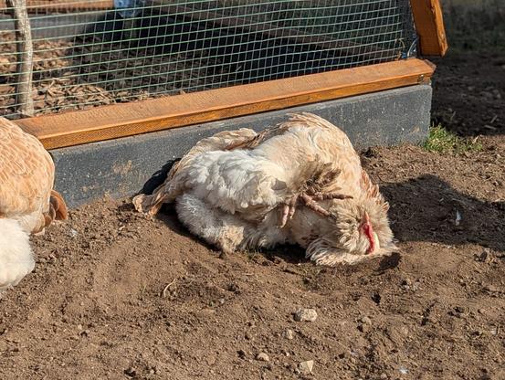 A close-up, outdoor shot shows a fluffy Faverolles hen dust bathing in a shallow, circular depression of dry earth. The chicken is a light cream colour with patches of pale brown. She is lying on her back with one feathered foot in the air and her head tucked in. Next to her you can see the tail of another Faverolles hen named Toffi. A dark grey border, a wooden beam, and chicken mesh from the chicken run are visible at the top of the image. It is a sunny day.