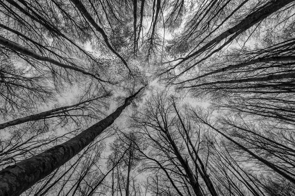 Black and white photograph showing a group of leafless trees seen from a nadir plane.