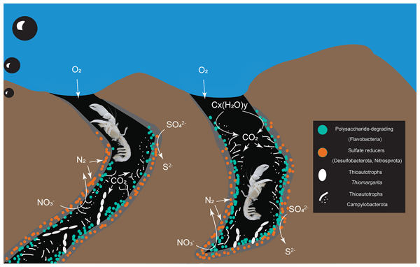 Cartoon illustration showing how burrows serve as conduits of enhancing connectivity between the subsurface chemotrophic domain and the overlaying water.