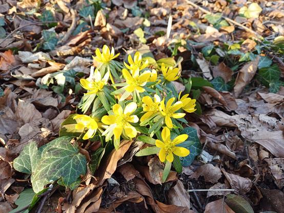 Mehrere leuchtend gelbe Winterlinge mit offenen, sternförmigen Blüten wachsen zwischen welken, braunen Blättern auf dem Waldboden. Die Blüten sind von grünen, kranzförmigen Blättern umgeben. Sonnenlicht fällt auf die Pflanzen und hebt ihre Farben hervor. Im Hintergrund sind grüne Efeublätter und weitere Winterlinge zu sehen, die sich aus dem herbstlichen Laub erheben. Die Szene verbindet winterliche und frühlingshafte Elemente.