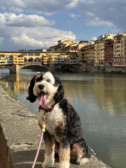 A tricolor (black, white, and brown) mini-bernedoodle smiles at the camera with her tongue out as she sits on a wall above a river with a bridge and buildings in the background.