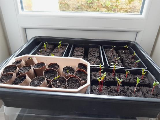 Des pousses de betteraves et de blettes, dans des mottes de terreau,  ainsi que des pousses de petits pois dans des pots faits avec des rouleaux en carton. 
Les betteraves et blettes s'étiolent, à cause du manque de lumière.