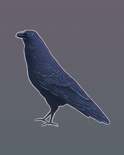 Illustration d'un corbeau réalisée à la tablette graphique. Le corbeau a le plumage foncé, avec des reflets bleus/violets. Le fond est un dégradé sombre, allant d’un violet foncé à du gris.