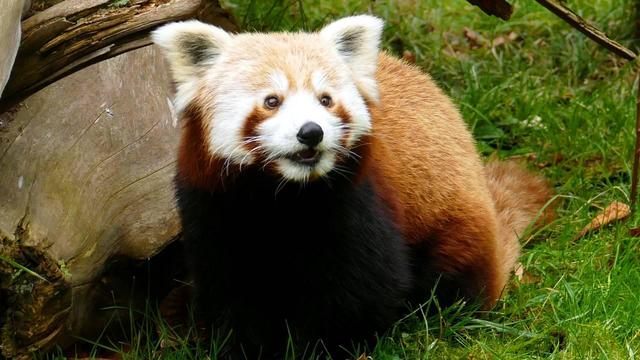 Das Rote Panda Weibchen sitzt im Gras, hinter ihm ist ein Baumstamm zu sehen. Das weiße Fell im Gesicht und die Fellzeichnung sind deutlich zu sehen. Sie hat den Mund etwas geöffnet und blickt neugierig in die Ferne.
