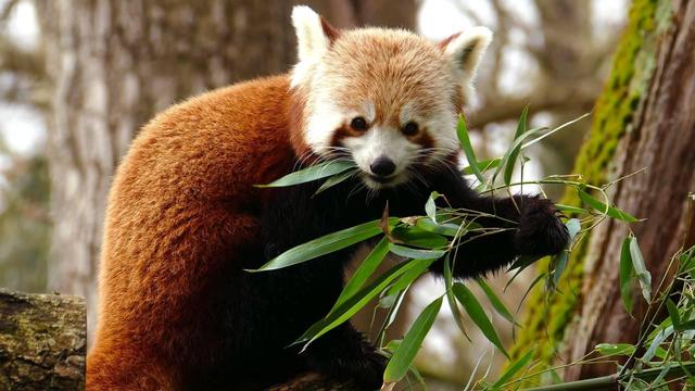 Das Rote Panda Weibchen im Zoo Heidelberg hält einen Bambusast und frisst gerade Bambus. Es sieht uns dabei an.