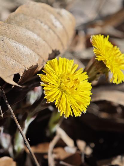 Two small yellow flowers and a dry, brows leaf.
