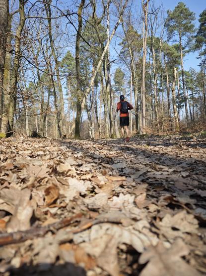 In the foreground: Dry brown leaves on the forest floor. In the background: Blue sky, trees and me.