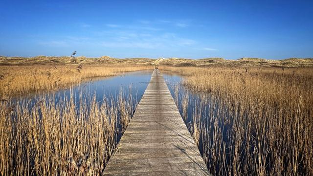 A boardwalk in the dunes of Ameland leads across a small inland lake towards the beach. The weather is sunny with a blue sky.