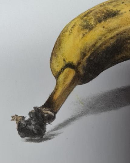 Work in progress, Indian ink and watercolor drawing : detail of a banana / dessin à l'encre de Chine et aquarelle (en cours), détail d'une banane.