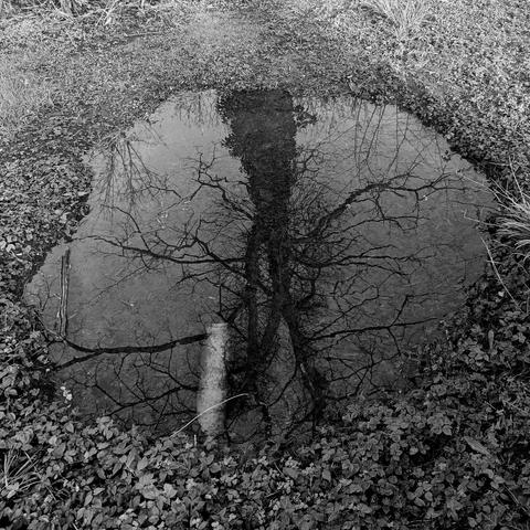 Tree in a puddle