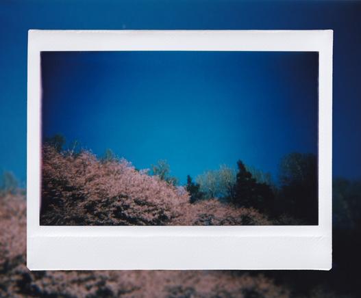 Pink cherryblossoms against a blue sky on a sunny summer day.