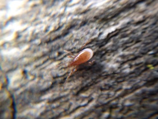 A blurry photo of a different mite, this one with a gap between the red-brown plates covering the top and bottom of its body, leaving a crescent of white cuticle visible. It's booking it across the surface of a dead log.