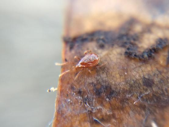 Yet another mesostig at the edge of a dead leaf.