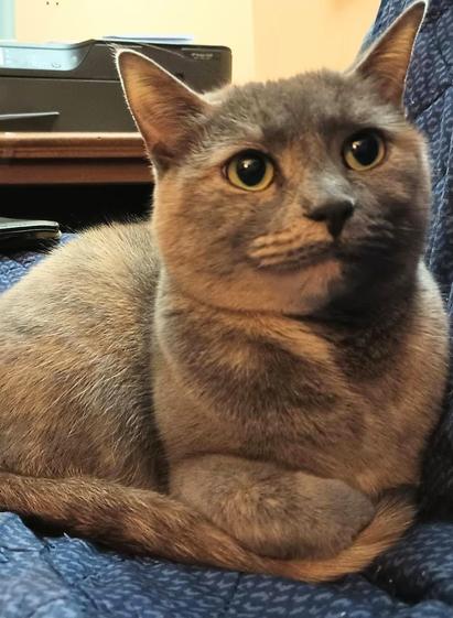 A dilute tortoiseshell cat with fur in muted tones of grey, orange and white is lying on a blue loveseat cover.  Her light green eyes are bright and her pupils are dark and huge.  One foreleg is curled up and resting on her long striped tail.  A smile seems to be on her face.