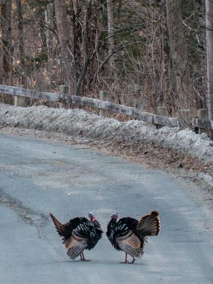 Two tom turkeys puffed out facing off on a rural road