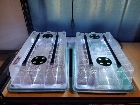 Two 40 cell seed starting tray units with integrated lighting on top of a heated seed starting pad resting upon a utilitarian steel and wood shelf. A curtained window dominates the background.