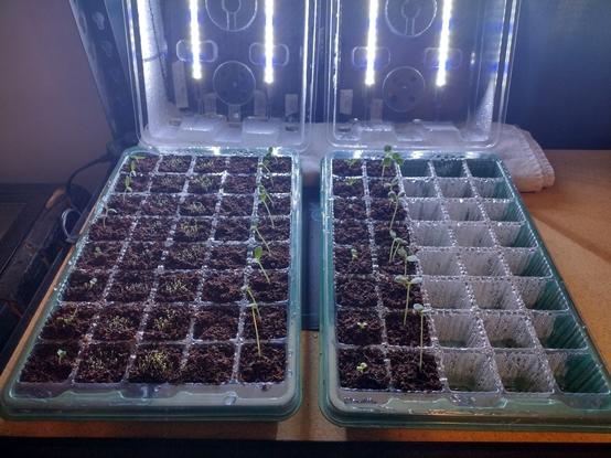 The starting units described in picture one with the lids opened. There in lie seed starts of ; Early Treat Hybrid Tomato, Genovese Basil (basilico genovese),
Black Prince Snap Dragons (Antirrhinum majus) , Dwarf Apricot Snap Dragons, (Antirrhinum majus) , Sensitive Plant (Mimosa pudica) , Lilliput Zinnias (Zinnia elegans) , Gazanias ( Gazania Rigenz) , Candy Cane Zinnias (Zinnia violacea)