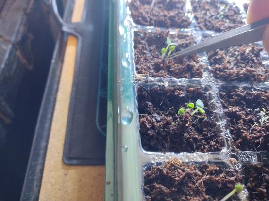A pair of fine points steel tweezers removing excess sprouts from an individual cell. This process is known as thinning and is essential to ensure the success of seed starts. Do not fear, I transfer these to chaos pots so as to not destroy without merit.