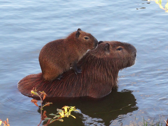 Un bébé capybara sur le dos de sa mère capybara, dans l'eau.