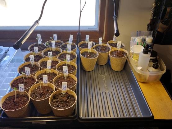 Twenty pieces of four inch paper seed starting pots neatly arranged on plastic greenhouse trays. Each pot contains a stake to identify the seedlings. All of this rests on a steel and wood shelving unit, grow lights hang above and a window fills most of the background. There are eight Lilliput Zinnia, eight Candy Cane Zinnias, and four Early Treat Tomato seedlings all together. The seedlings look very similar although they are wildly different mature plants. They stand approximately 2 inches (50.8.mm) in height.