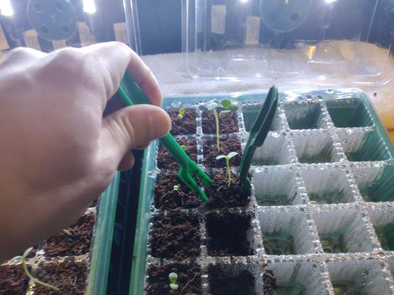 A left hand is manipulating one of two " Seedling fork" tools. These little tools are great for using like salad tongs to extract seed starts from their cells. Just in case you know anyone foolish enough to order coco coir pods without bags..... 🤣