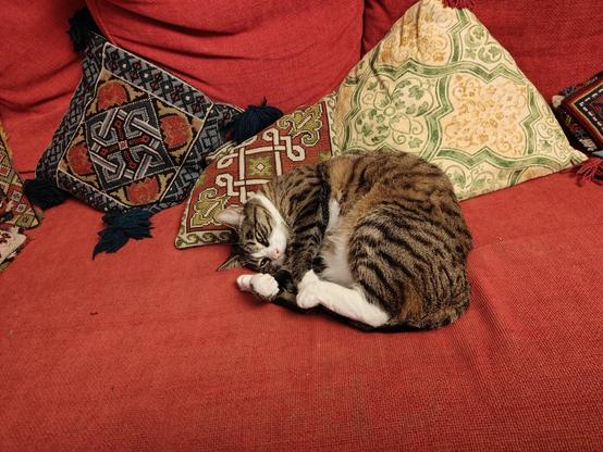 A brown tabby cat with white feet and chin is sleeping, curled up.