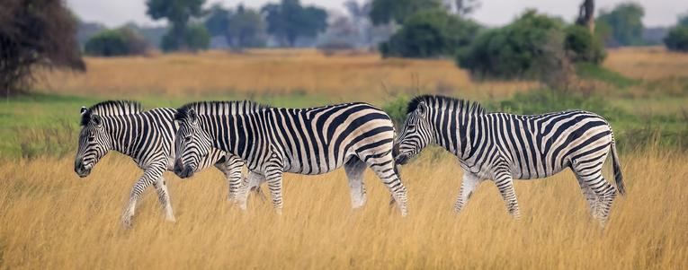 Three zebras in a line in the golden savanna of Botswana. 

#zebra #zebras #trio #three #triplets #savanna #botswana #safari #wildlife #wildlifephotography #africa #grasslands #striped #nature #AYearForArt #buyIntoArt #giftideas #wallart #artforsale @joancarroll

https://joan-carroll.pixels.com/featured/three-zebras-in-botswana-joan-carroll.html