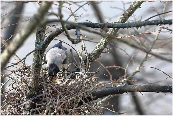 Die Krähe verteilt ihren "Baustoff" im Nest.