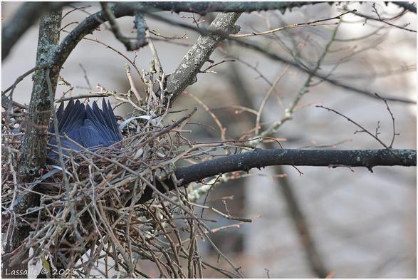 Die Krähe verarbeitet die Masse im Nest und verteilt sie mit ihrem Brustkörper unter starken Bewegungen ins Astgespinst.