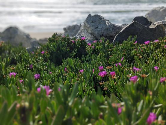 Photo of a very green bed of ice plant with scattered pink flowers.  There are large rocks behind the bed and out-of-focus ocean waves in the background.