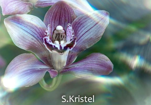 Top down view of a white and purple orchid has a fringed lip in purple against a green watery background.