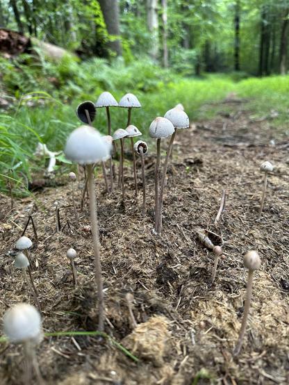 A small patch of mushrooms grow from a decaying pile of horse dung.