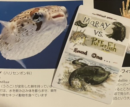 promo photo for the sticker going out to this month's club members. it's art i did of a moray eel vs a pufferfish (sometimes morays eat puffers) as if they're fighters in an epic showdown and it's some kinda poster. The sticker is placed beside a photo of a pufferfish from a book on the Osaka aquarium i have.