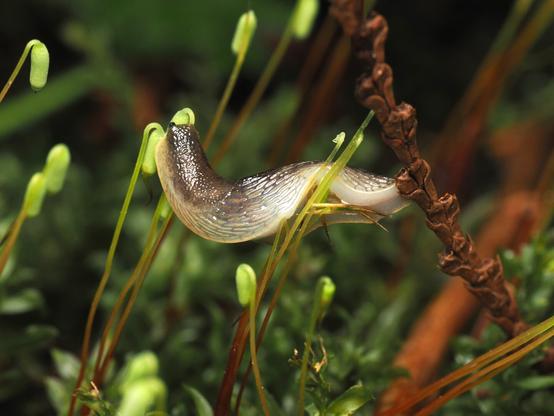 A tiny slug, with a pale cream-coloured underside and a grey-and-cream pattern along its tail and mantle, hands suspended across two tiny moss spore capsules that stand on the tips of very thin red-to-green stalks.