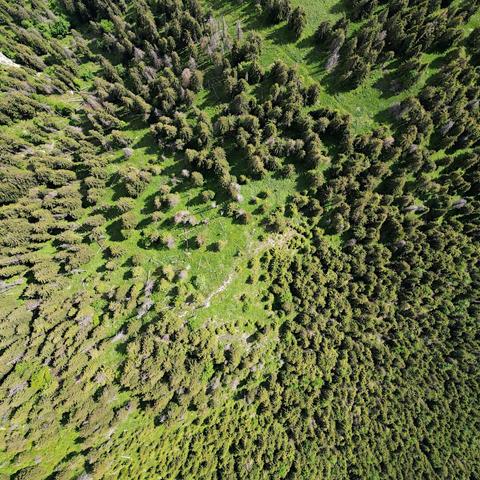 woods from above