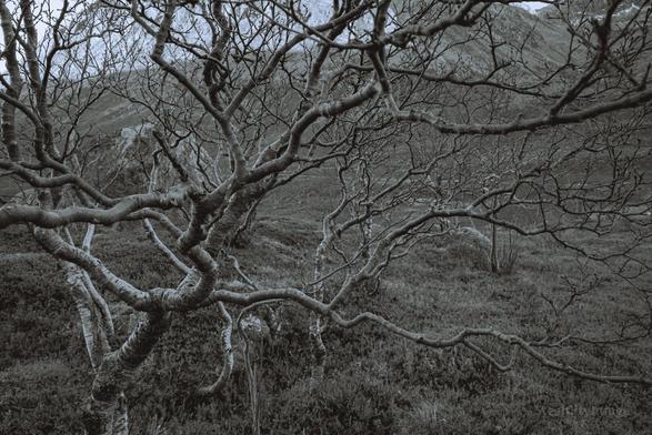 The Cursed Grove of the Norns
Deep in the northern wilds, where the wind speaks in whispers and the earth is older than memory, there stands a grove unlike any other. Twisted and gnarled, the trees here do not simply grow—they writhe, reaching in silent agony toward the sky, as if caught between worlds. The sagas tell of a time when men still sought the wisdom of the Norns, the three weavers of fate who dwell at the roots of Yggdrasil, the World Tree.

It is said that long ago, a band of warriors came to this place seeking to change their fate. They had lost brothers to war, watched their home burn in raids, and defied the gods themselves by demanding a different destiny. But the Norns do not grant favors lightly. When the warriors awoke the next morning, their bodies were gone—only trees remained, their arms still outstretched, their fingers now frozen in bark.

Even now, the wind carries their whispers.