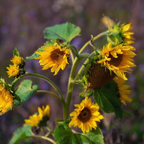 Closeup photo of a sunflower